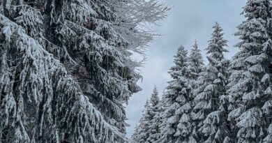 Christmas Poem - The Pine Tree Legend