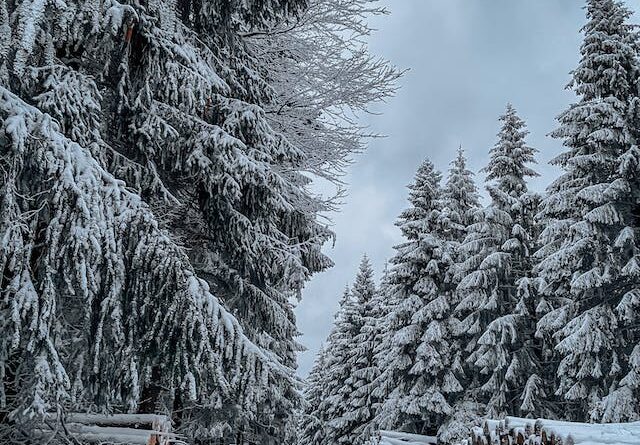 Christmas Poem - The Pine Tree Legend