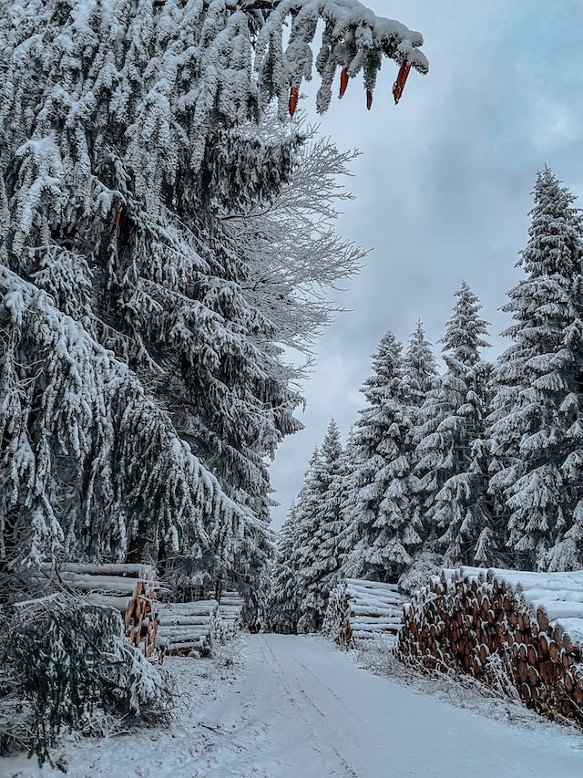 Christmas Poem - The Pine Tree Legend