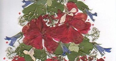Press Poinsettias and Use as Decorations for Cards - Christmas Activity for Kids
